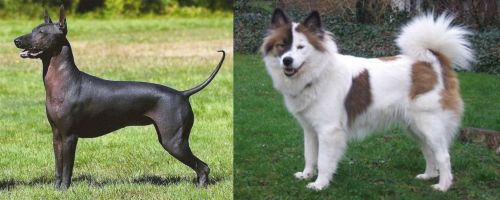 Hairless Khala vs Elo - Breed Comparison
