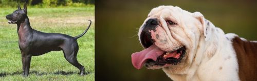 Hairless Khala vs English Bulldog - Breed Comparison