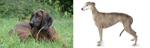 Hanover Hound vs Greyhound - Breed Comparison