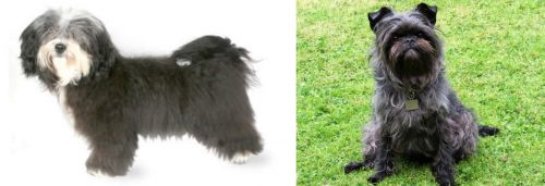 Havanese vs Affenpinscher - Breed Comparison