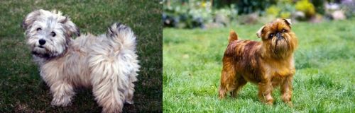 Havapoo vs Brussels Griffon - Breed Comparison