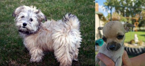 Havapoo vs Chihuahua - Breed Comparison