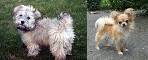  vs Long Haired Chihuahua - Breed Comparison