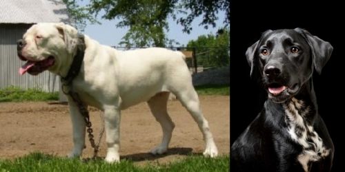 Hermes Bulldogge vs Dalmador