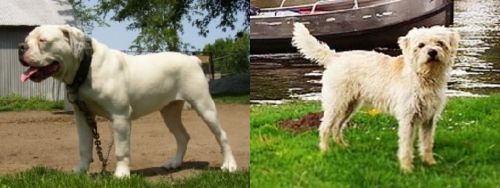 Hermes Bulldogge vs Dutch Smoushond - Breed Comparison