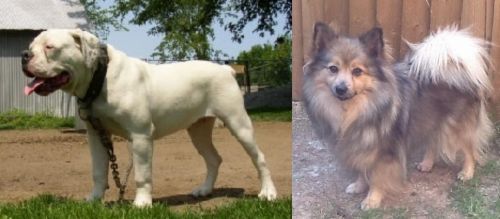 Hermes Bulldogge vs German Spitz (Mittel) - Breed Comparison