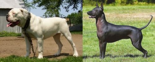Hermes Bulldogge vs Hairless Khala - Breed Comparison