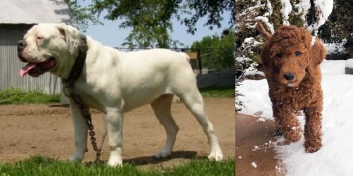 Hermes Bulldogge vs Irish Doodles - Breed Comparison