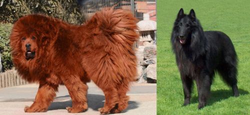 Himalayan Mastiff vs Belgian Shepherd Dog (Groenendael)