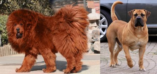 Himalayan Mastiff vs Boerboel