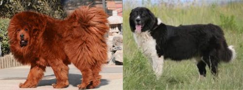 Himalayan Mastiff vs Bulgarian Shepherd - Breed Comparison