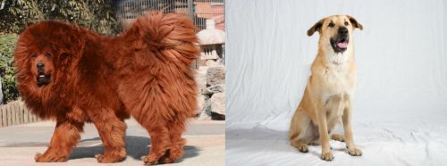 Himalayan Mastiff vs Chinook - Breed Comparison