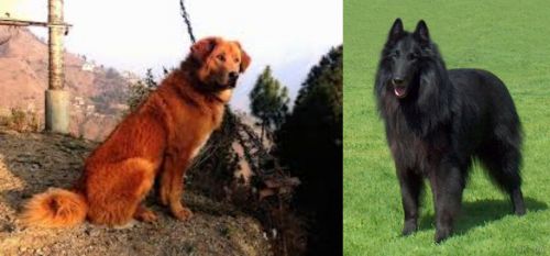 Himalayan Sheepdog vs Belgian Shepherd Dog (Groenendael)
