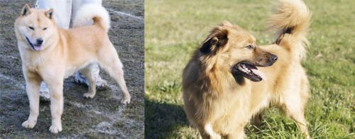 Hokkaido vs Basque Shepherd - Breed Comparison
