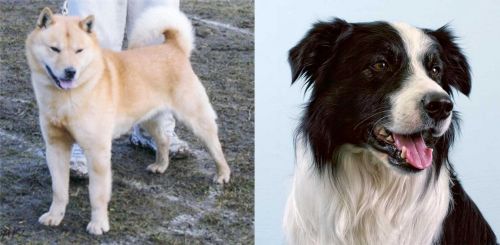 Hokkaido vs Border Collie - Breed Comparison