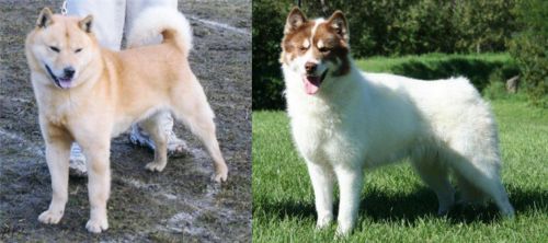 Hokkaido vs Canadian Eskimo Dog