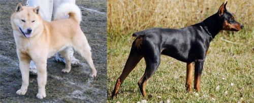 Hokkaido vs German Pinscher - Breed Comparison