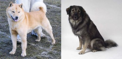 Hokkaido vs Istrian Sheepdog - Breed Comparison