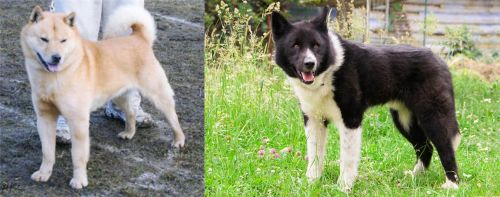 Hokkaido vs Karelian Bear Dog - Breed Comparison