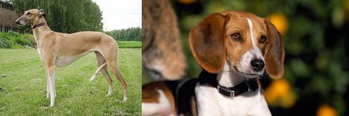 Hortaya Borzaya vs American Foxhound - Breed Comparison