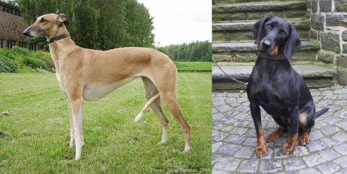 Hortaya Borzaya vs Austrian Black and Tan Hound - Breed Comparison