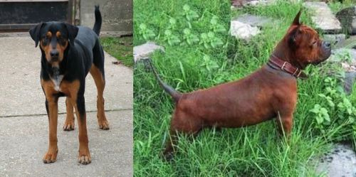 Hungarian Hound vs Chinese Chongqing Dog - Breed Comparison
