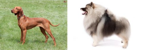 Hungarian Vizsla vs Keeshond - Breed Comparison