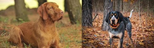 Hungarian Wirehaired Vizsla vs Bluetick Coonhound - Breed Comparison