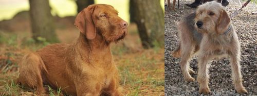 Hungarian Wirehaired Vizsla vs Bosnian Coarse-Haired Hound - Breed Comparison