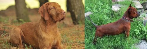 Hungarian Wirehaired Vizsla vs Chinese Chongqing Dog