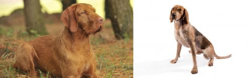 Hungarian Wirehaired Vizsla vs English Coonhound