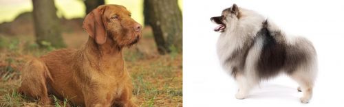 Hungarian Wirehaired Vizsla vs Keeshond - Breed Comparison