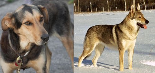 Huntaway vs Czechoslovakian Wolfdog - Breed Comparison