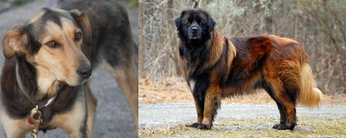 Huntaway vs Estrela Mountain Dog - Breed Comparison