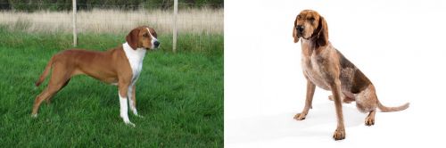 Hygenhund vs Coonhound