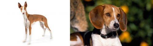 Ibizan Hound vs American Foxhound - Breed Comparison