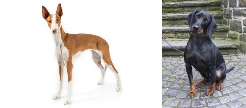 Ibizan Hound vs Austrian Black and Tan Hound - Breed Comparison