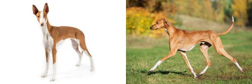 Ibizan Hound vs Azawakh - Breed Comparison