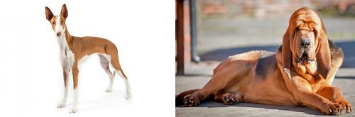 Ibizan Hound vs Bloodhound