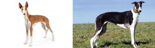 Ibizan Hound vs Chart Polski - Breed Comparison