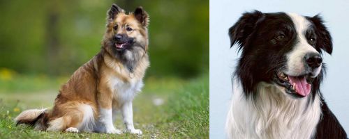 Icelandic Sheepdog vs Border Collie