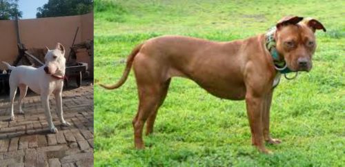 Indian Bull Terrier vs American Pit Bull Terrier