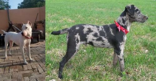 Indian Bull Terrier vs Atlas Terrier