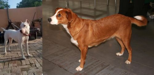 Indian Bull Terrier vs Austrian Pinscher - Breed Comparison