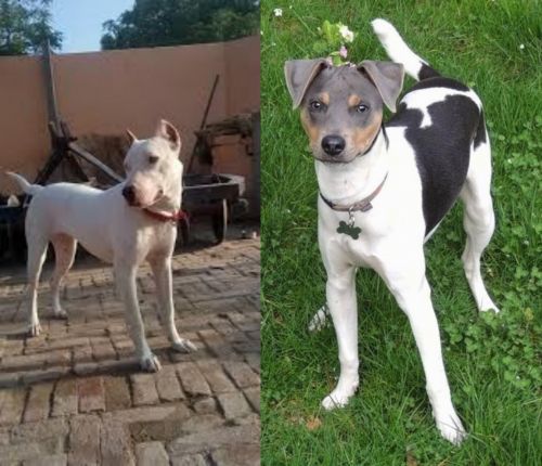 Indian Bull Terrier vs Brazilian Terrier - Breed Comparison