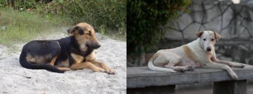 Indian Pariah Dog vs Askal - Breed Comparison