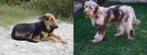 Indian Pariah Dog vs Aussie Doodles - Breed Comparison