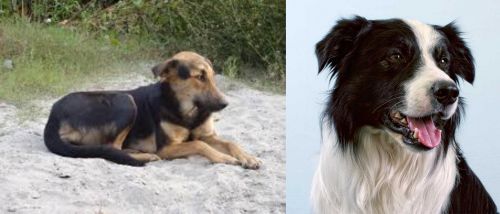 Indian Pariah Dog vs Border Collie - Breed Comparison