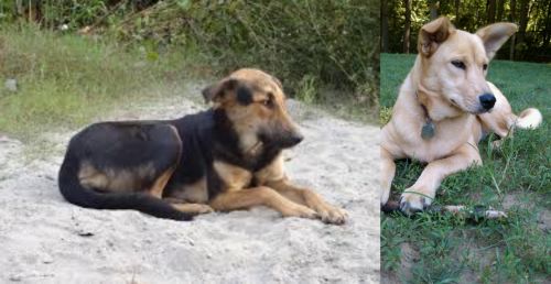 Indian Pariah Dog vs Carolina Dog - Breed Comparison