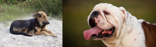 Indian Pariah Dog vs English Bulldog - Breed Comparison